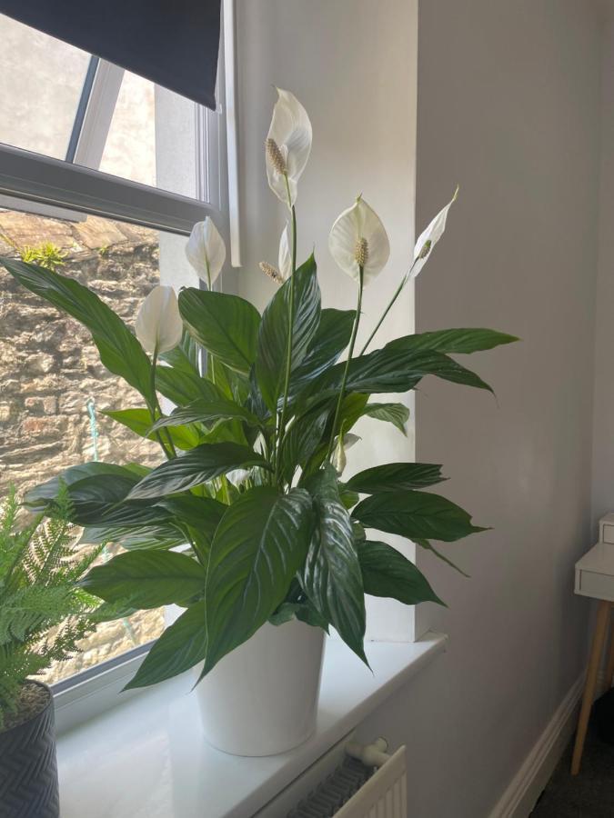 Great 2 Bedroom Flat Plymouth Esterno foto